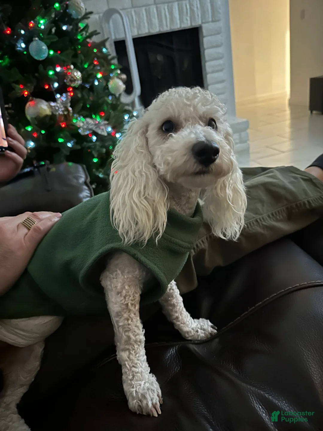 Gallery Image {{count}}