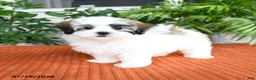 Malshi dogs for sale: Hazel - Ad 3