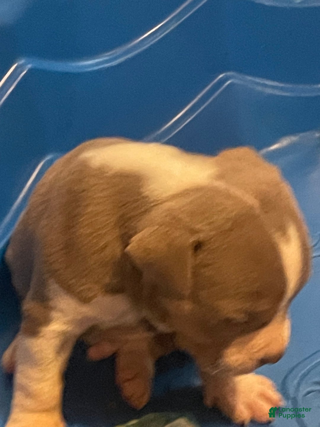 American Bully dogs for sale: Merl - Ad 2