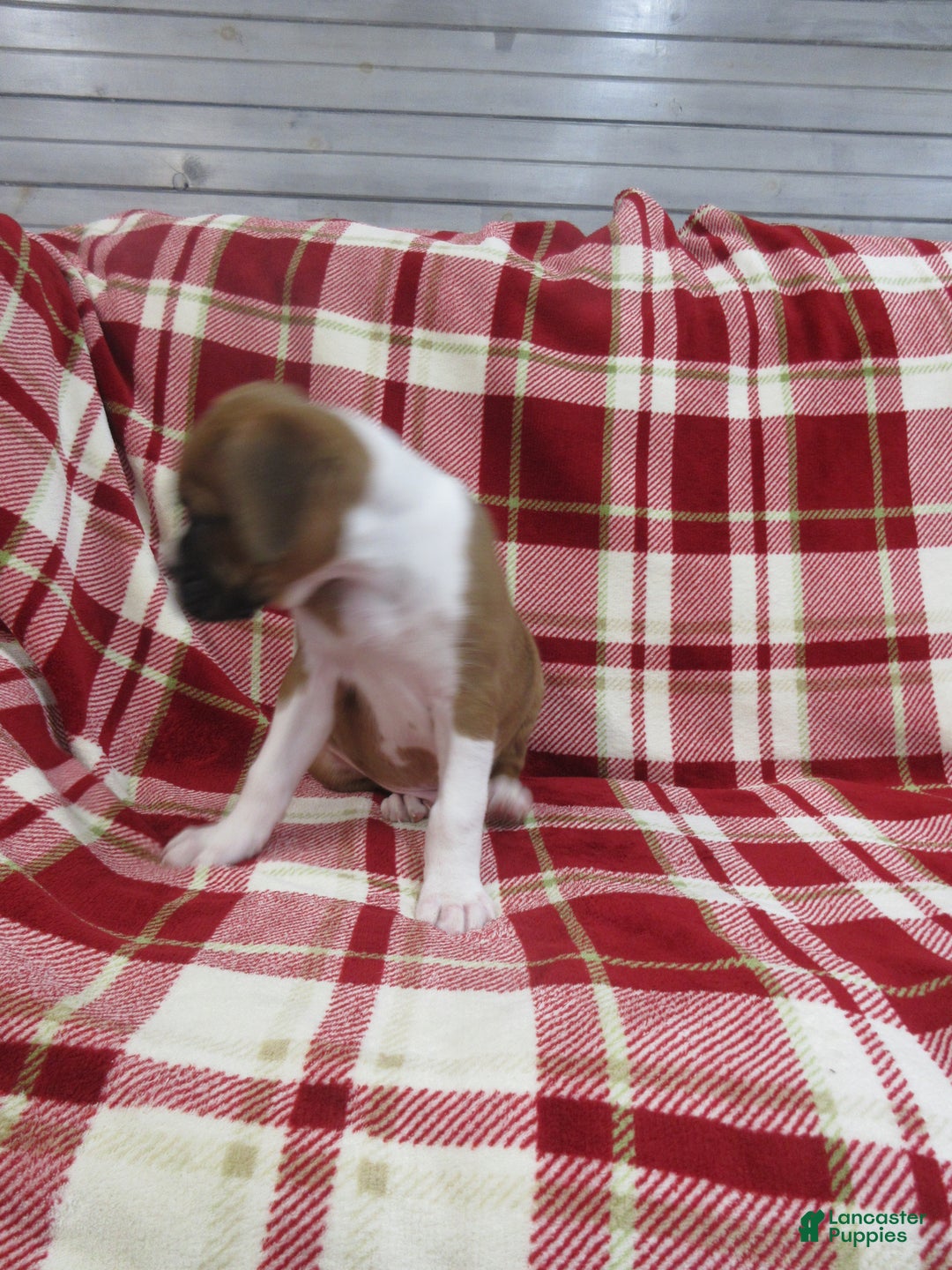 Boxer dogs for sale: Dontay - Ad 6