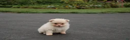 Pomeranian dogs for sale: Leesa - Ad 3