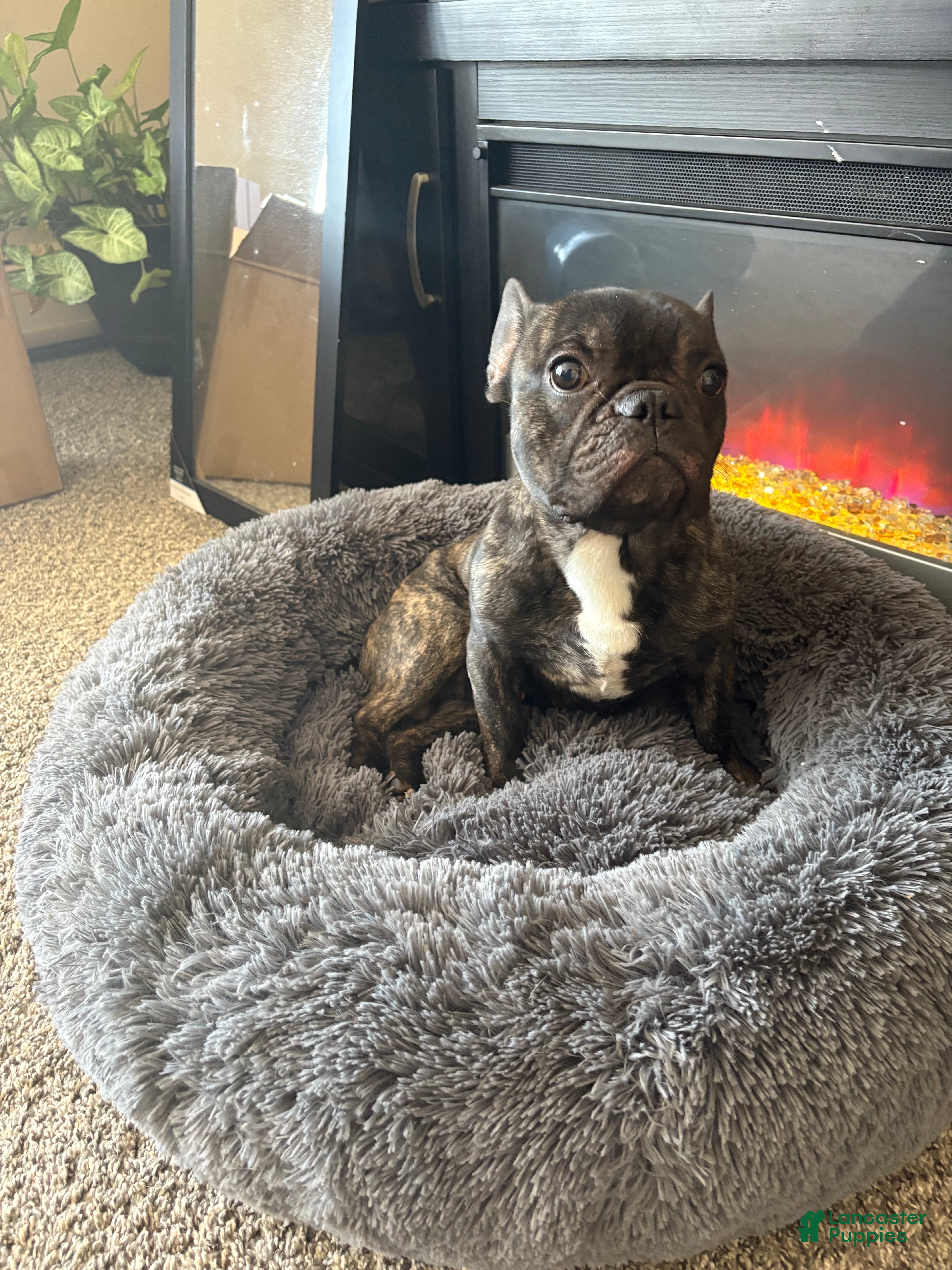 Mixed Breed dogs King  - Ad 2