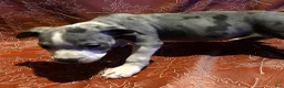 American Bully dogs for sale: "SZA" MERLE BLUE NOSE - Ad 5