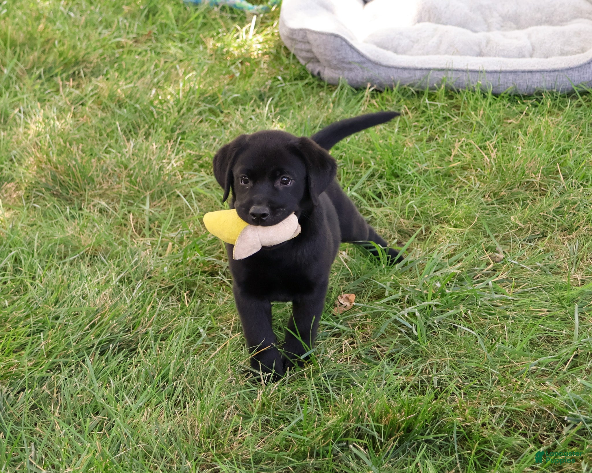 Labrador Retriever dogs Shawn  - Ad 15