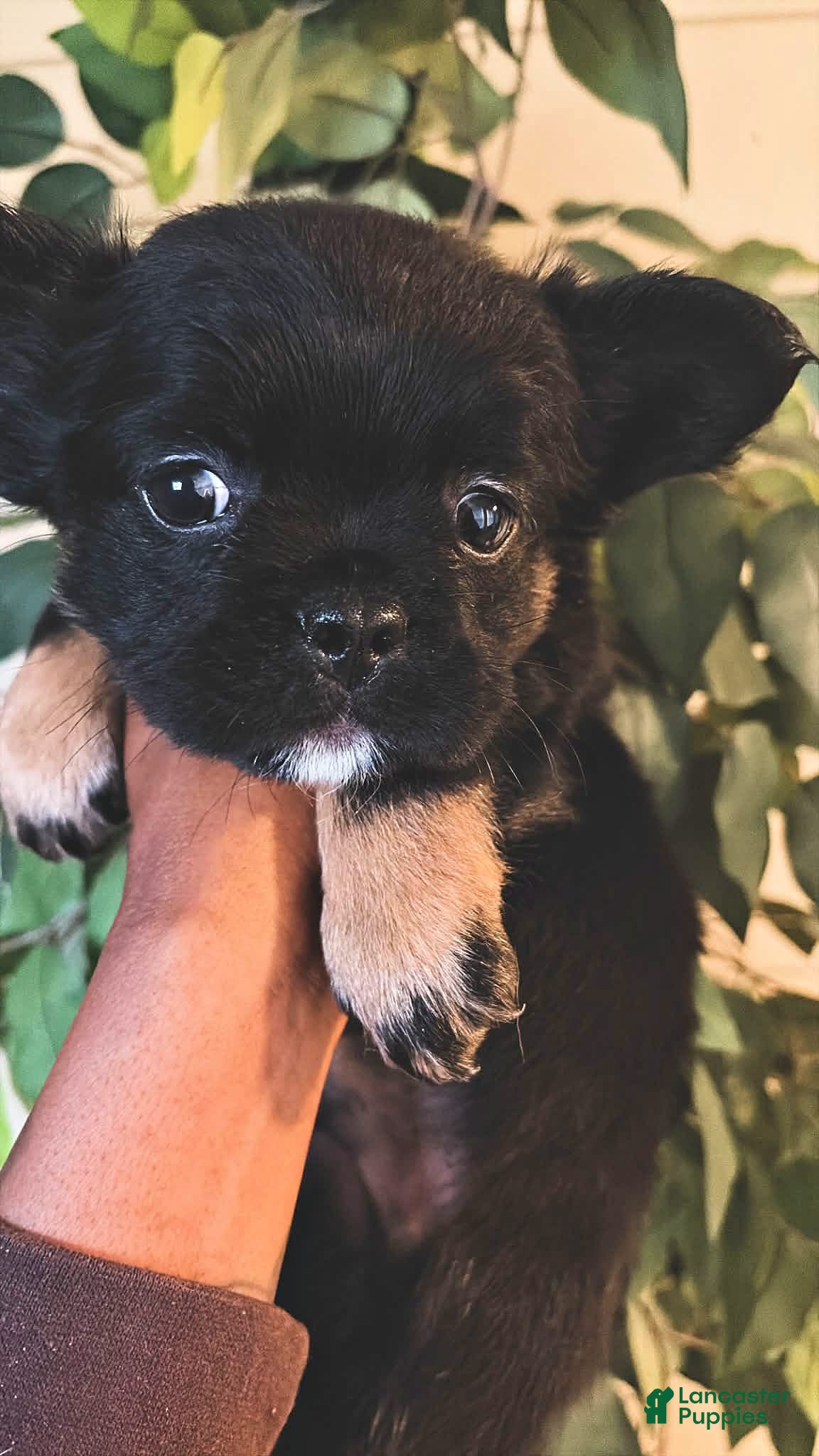 French Bulldog dogs French Bulldog  - Ad 1