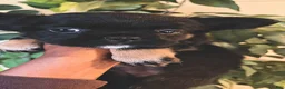 French Bulldog dogs for sale: French Bulldog  - Ad 1