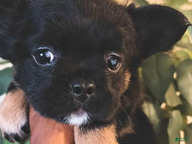 French Bulldog dogs for sale: French Bulldog - Ad 2