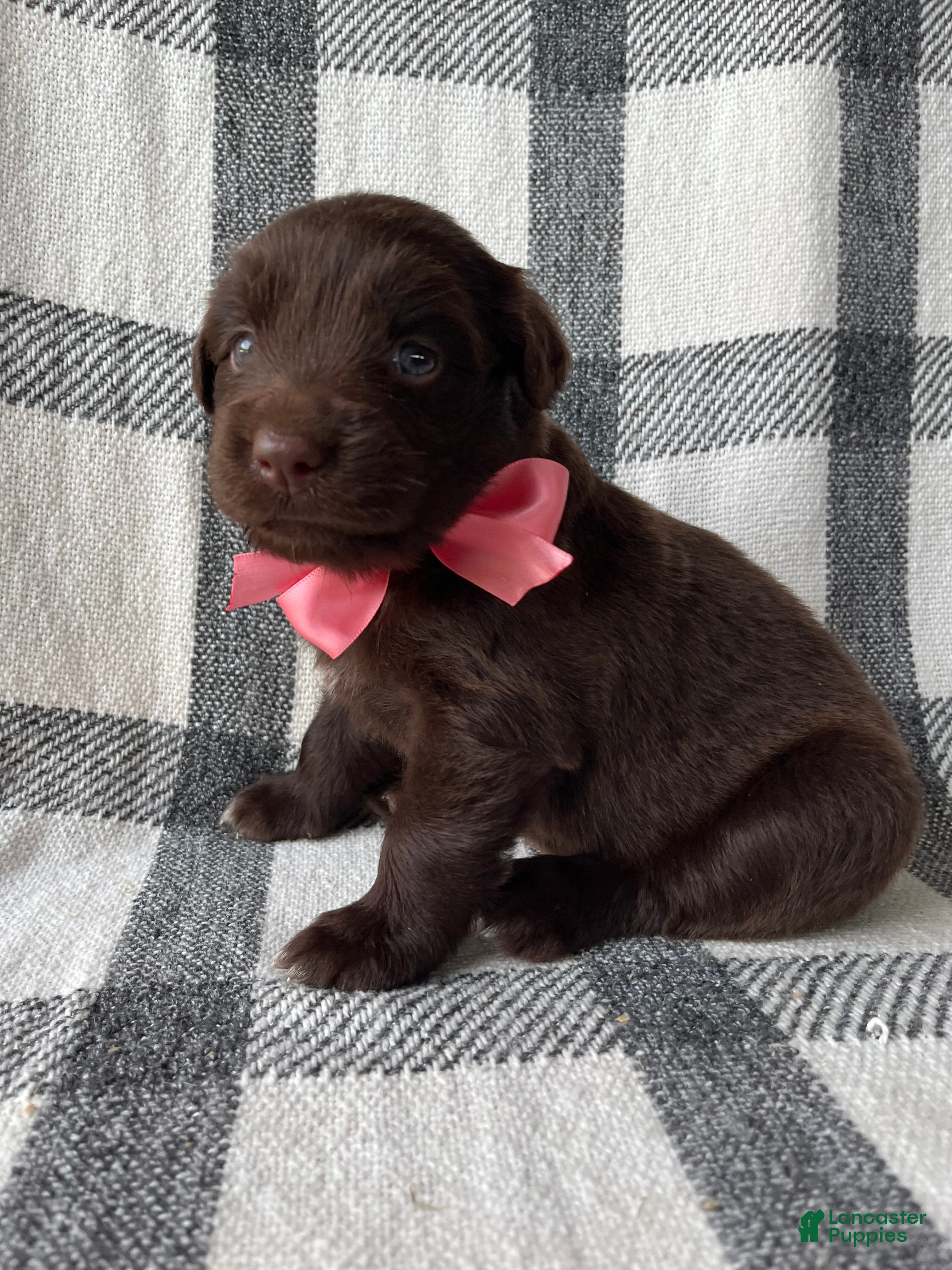 Mixed Breed dogs Allie - Ad 1