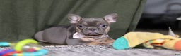 French Bulldog dogs for sale: Navy - Ad 7