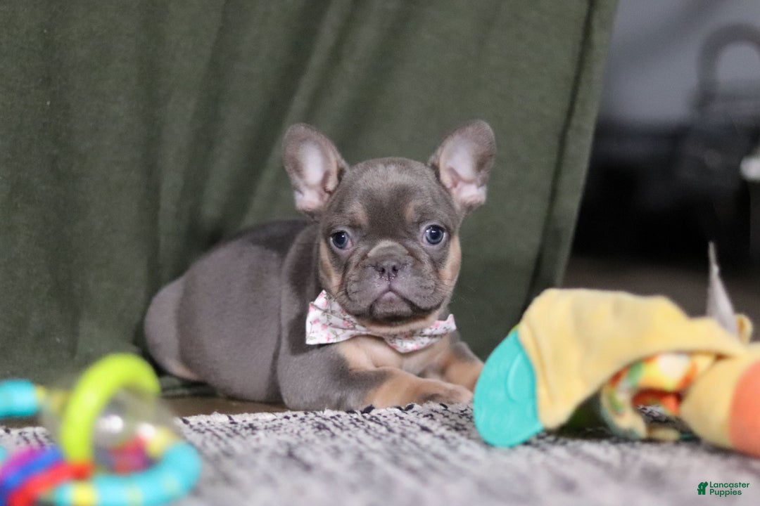 French Bulldog dogs for sale: Navy - Ad 7