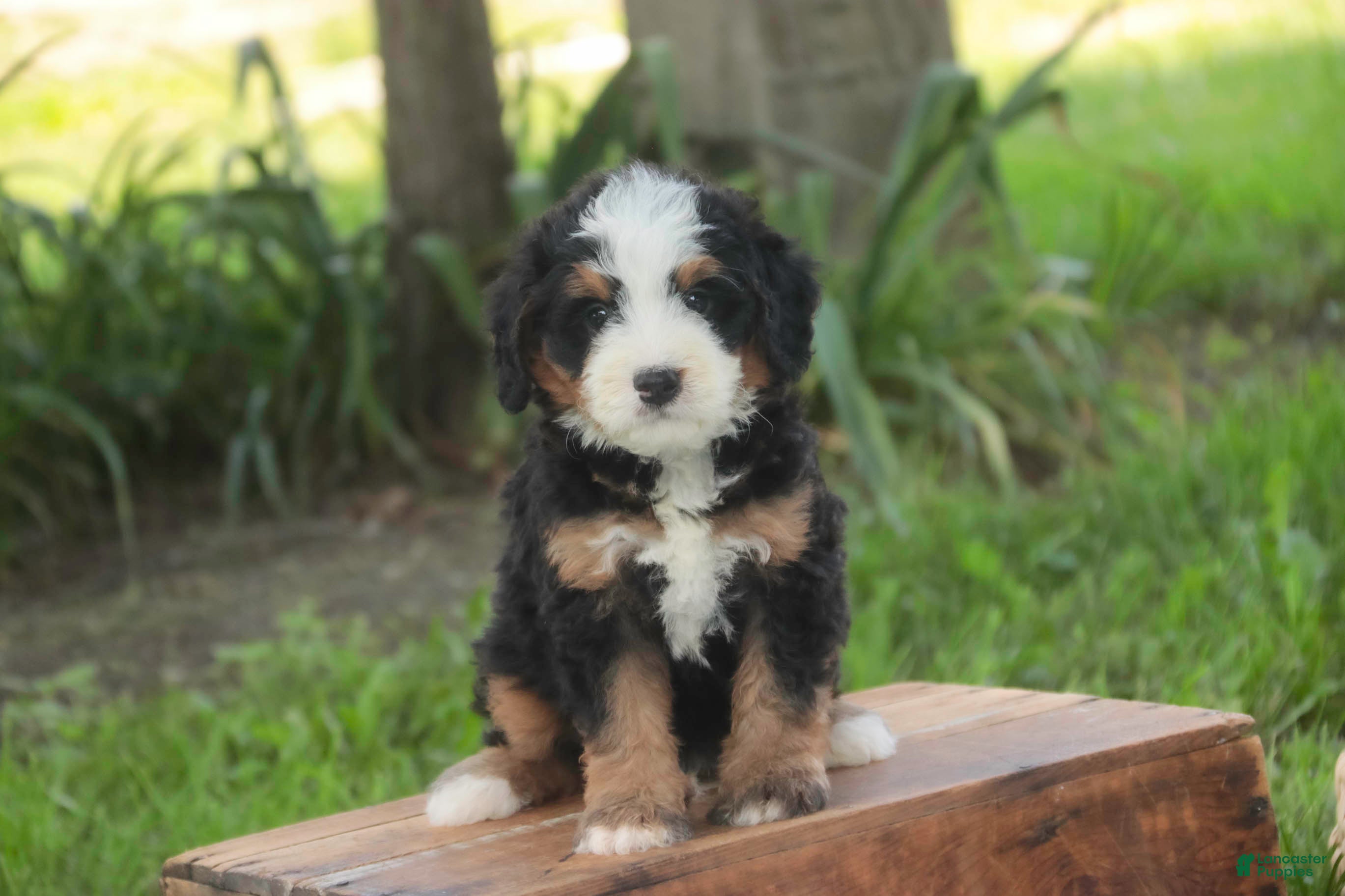 Mini Bernedoodle dogs Mooney Mini Bernedoodle  - Ad 1