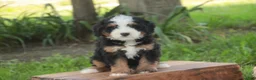 Mini Bernedoodle dogs for sale: Mooney Mini Bernedoodle  - Ad 10