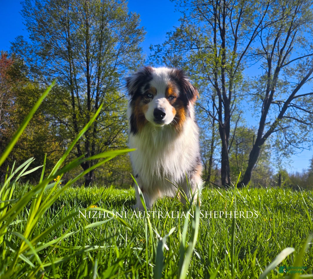 Australian Shepherd dogs for sale: Echo - Ad 8