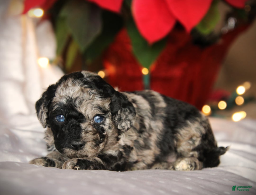 Cockapoo dogs for sale: Everleigh - Ad 11