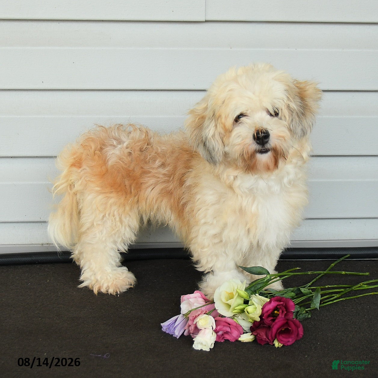 Havanese dogs Faith - Ad 2