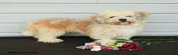 Havanese dogs for sale: Faith - Ad 2