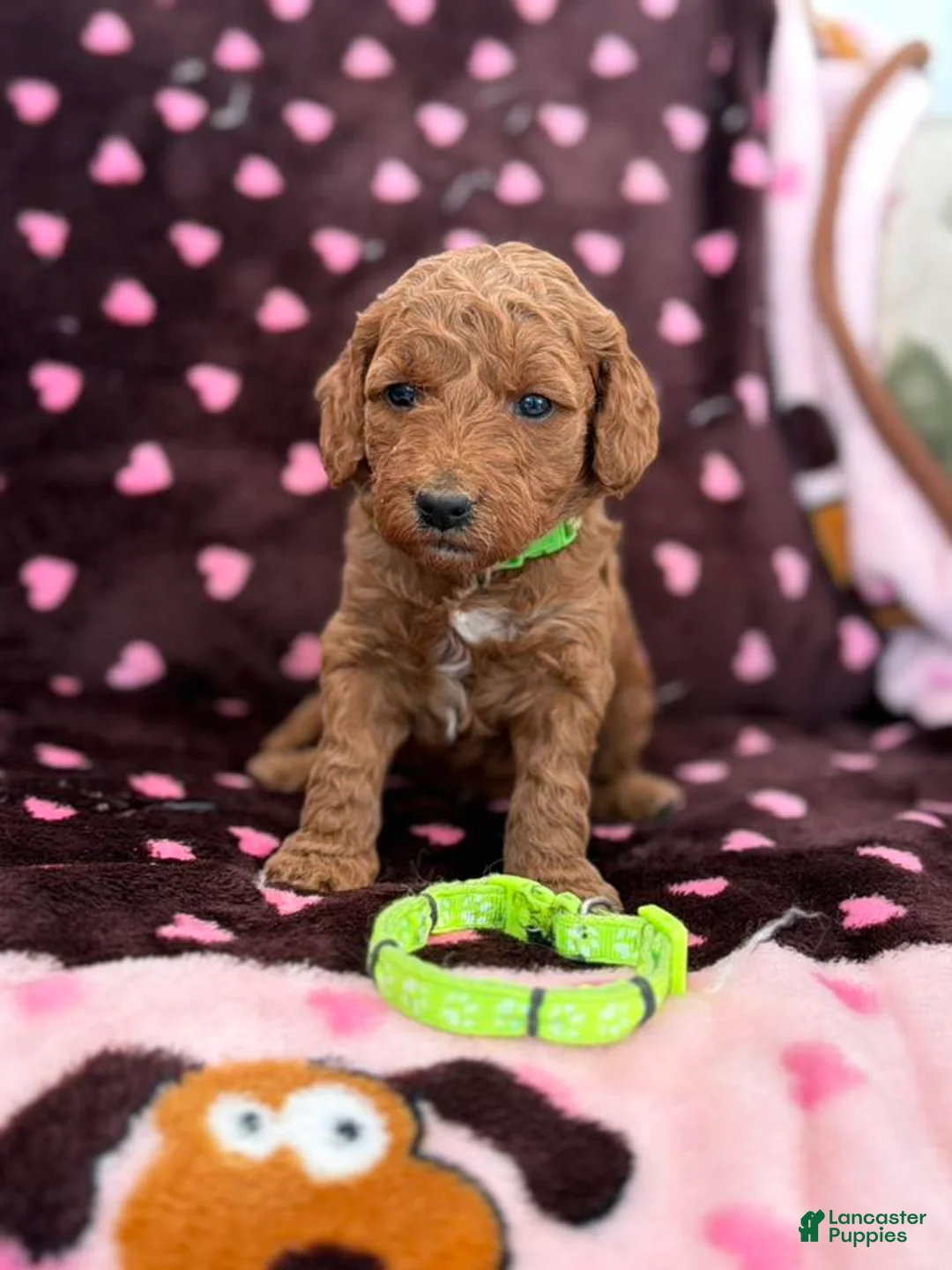 Mini Goldendoodle dogs for sale: green collar girl - Ad 5