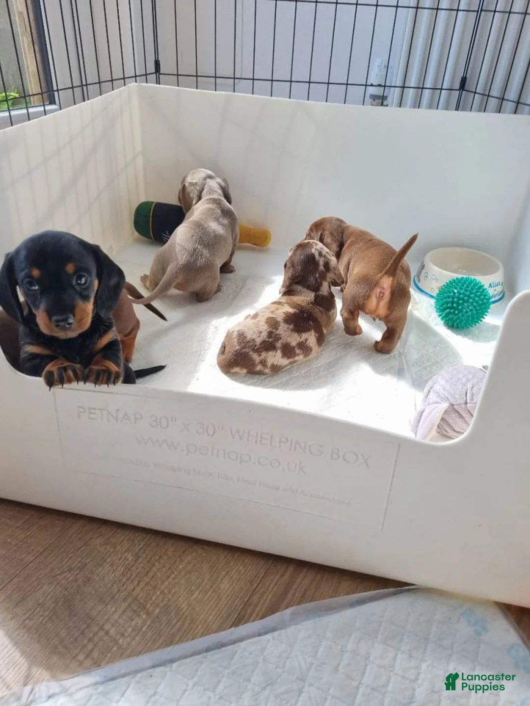 Miniature Dachshund dogs for sale: Miniature Dachshund 1 - Ad 1