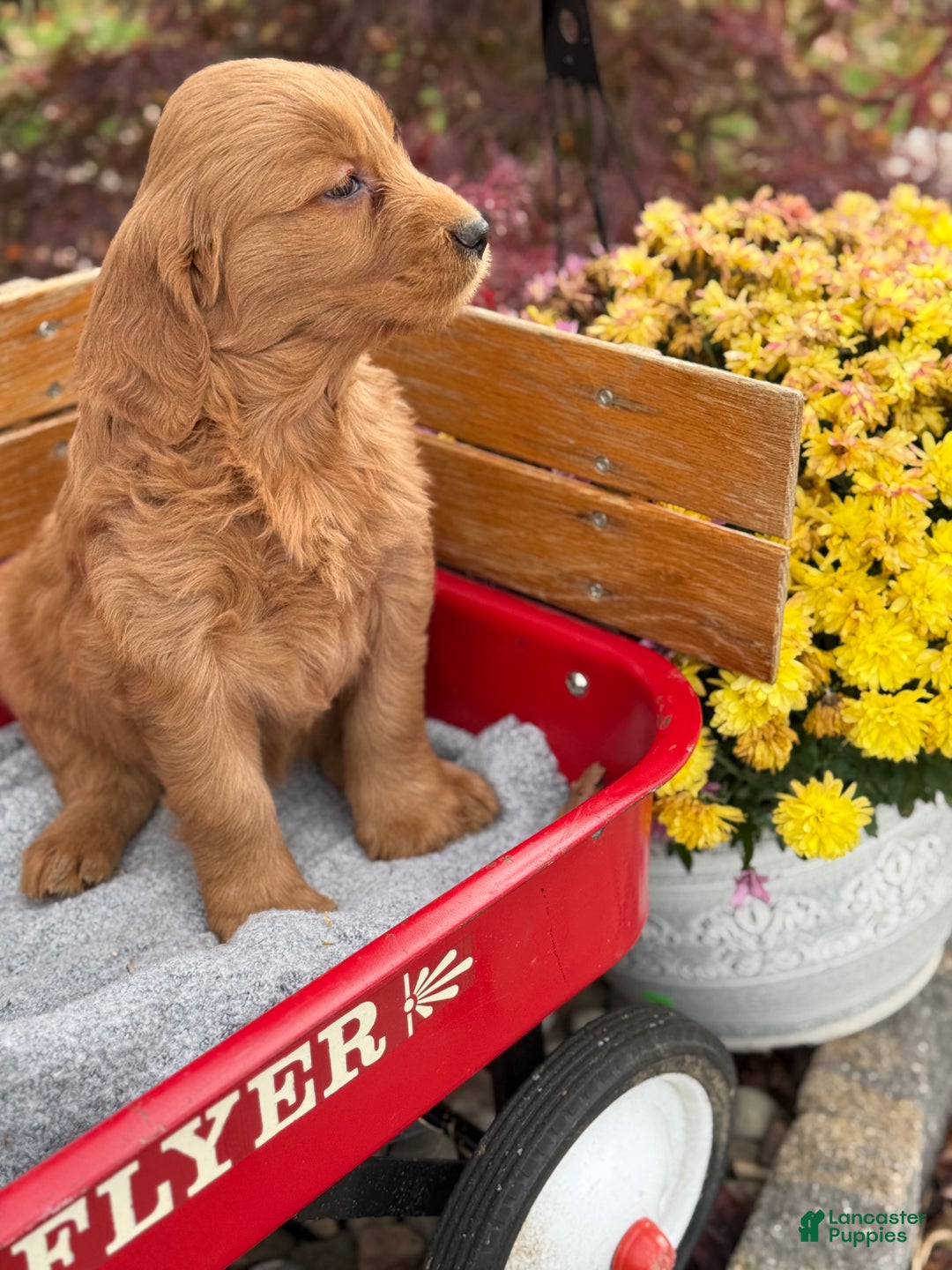 Goldendoodle dogs for sale: Bunnie - Ad 5