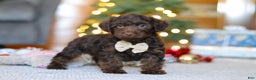 Yorkiepoo dogs for sale: Alton - Ad 3