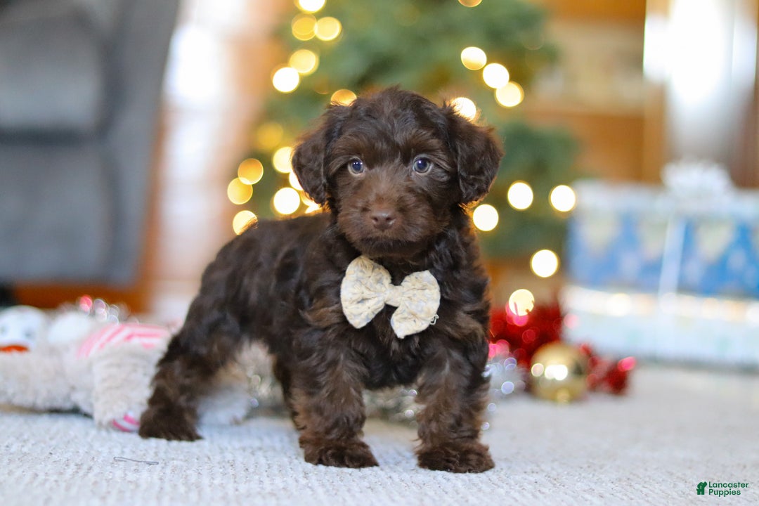 Yorkiepoo dogs for sale: Alton - Ad 3