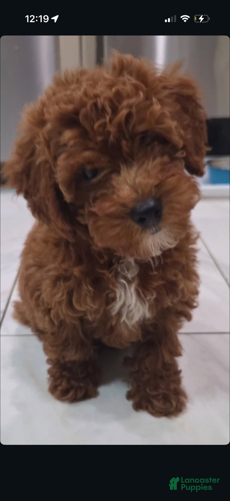 Toy Poodle dogs Toy Poodle 1 - Ad 1