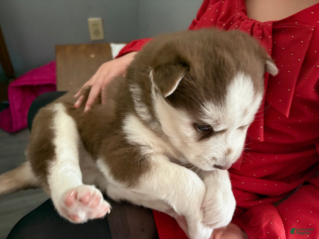 Mixed Breed dogs for sale: Sally - Ad 1