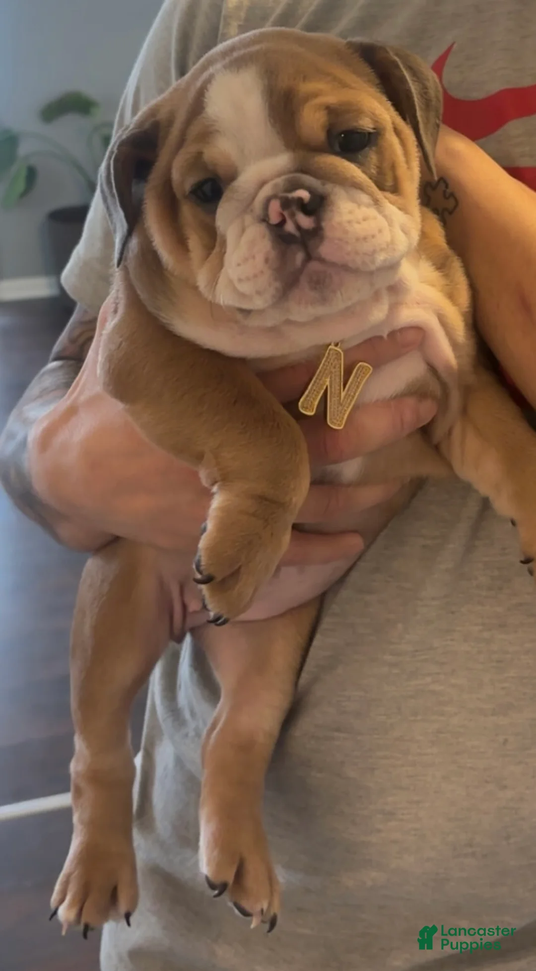 English Bulldog dogs for sale: Nova - Ad 2