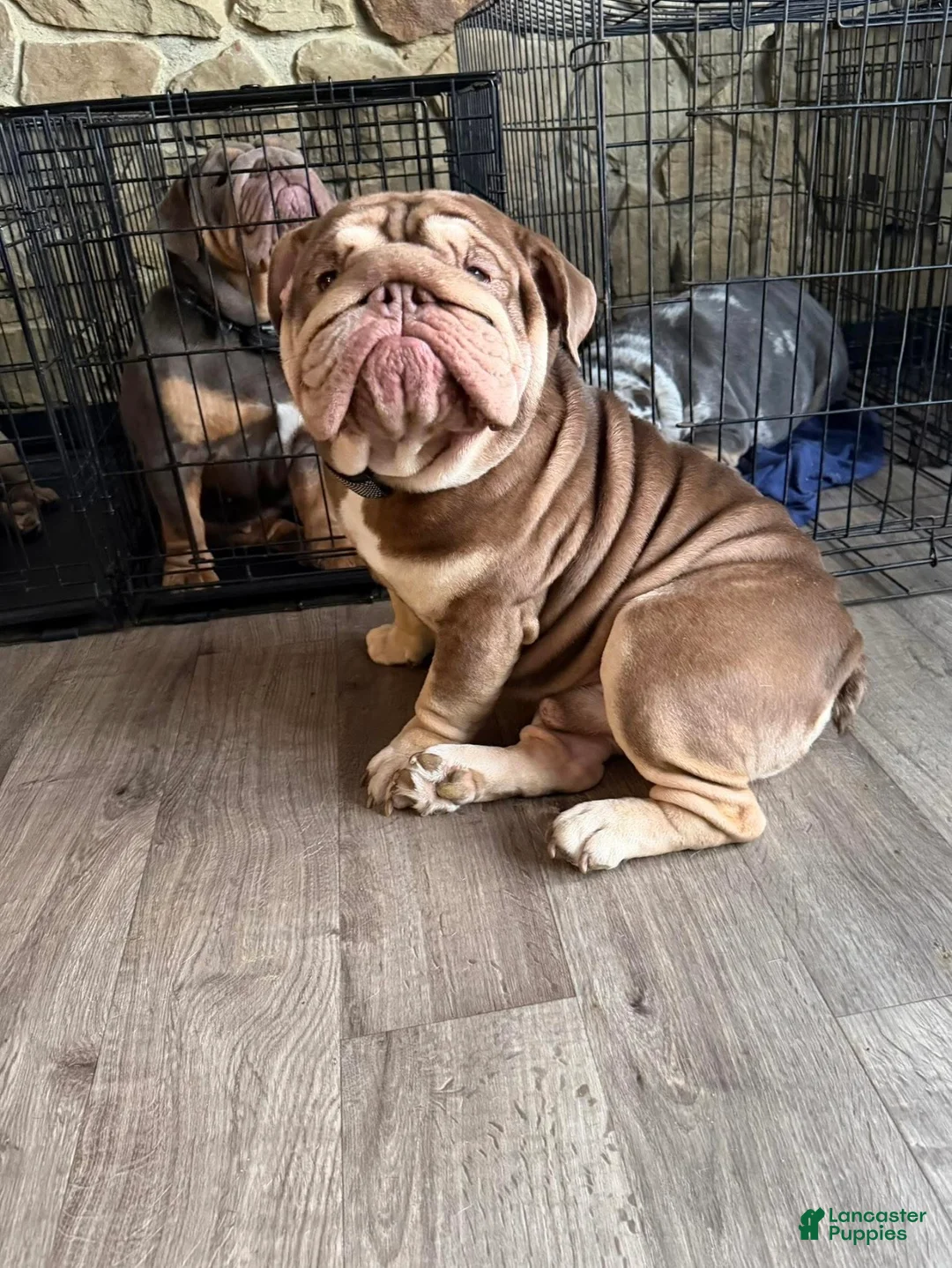 English Bulldog dogs for stud: Dubs  - Ad 3