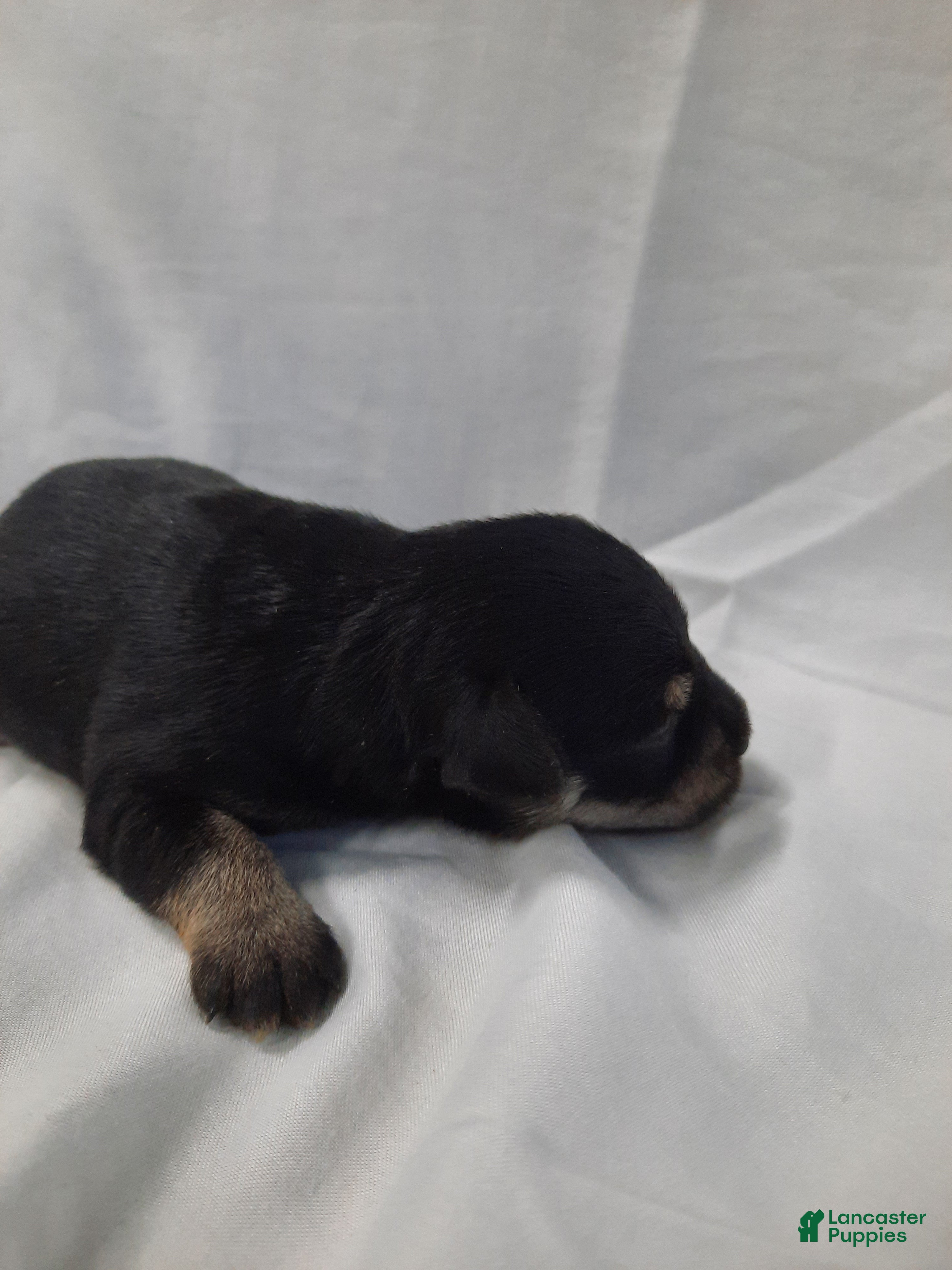 Miniature Schnauzer dogs AKC Bailey - Ad 2
