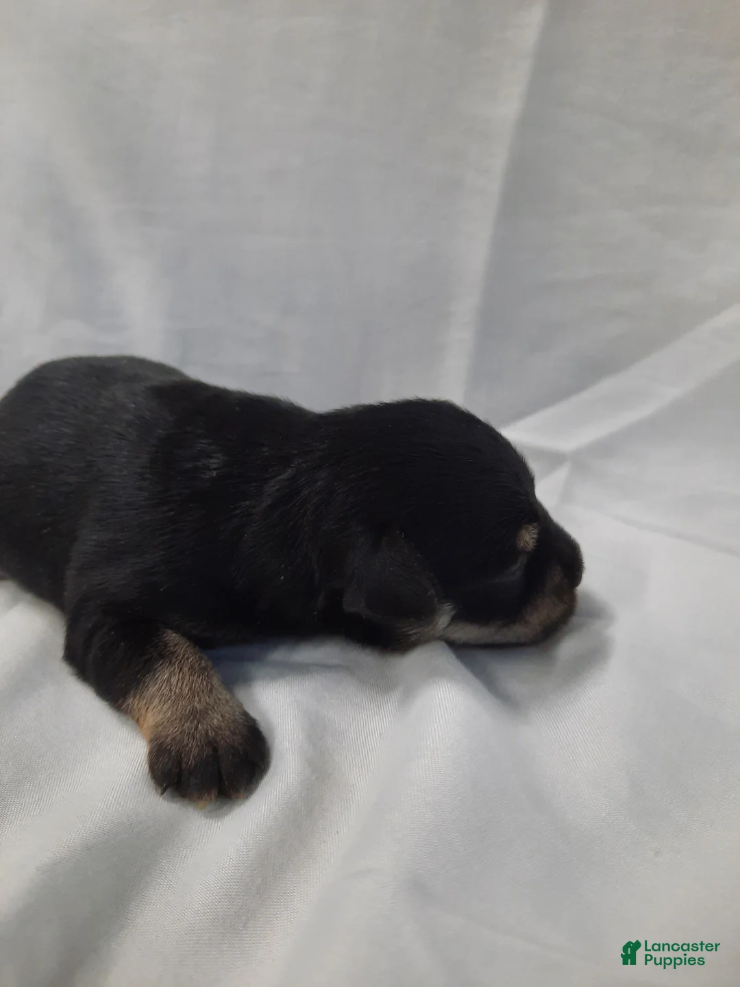 Miniature Schnauzer dogs for sale: AKC Bailey - Ad 2