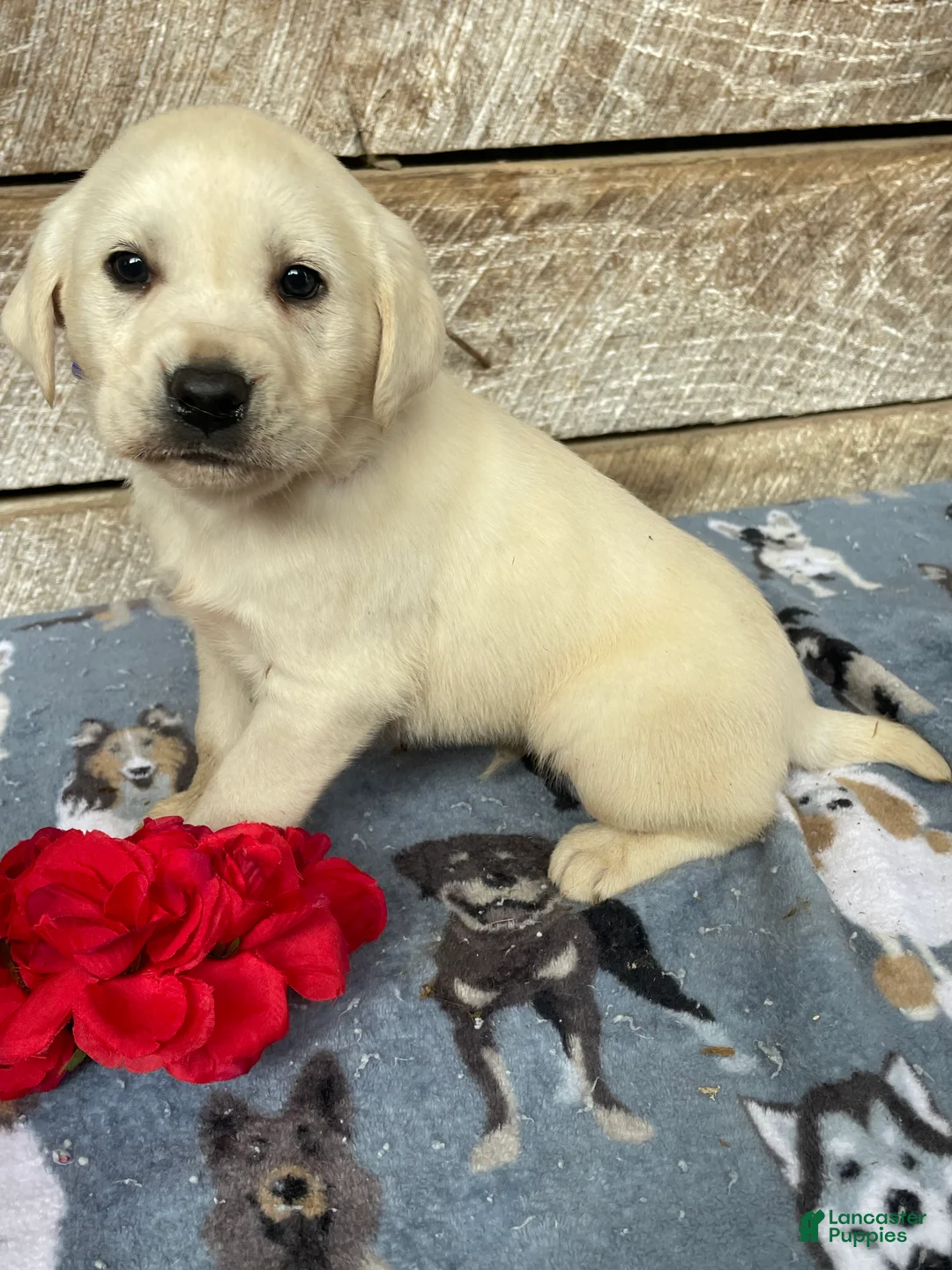 Labrador Retriever dogs for sale: Cash - Ad 2