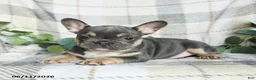 French Bulldog dogs for sale: Gary - Ad 2