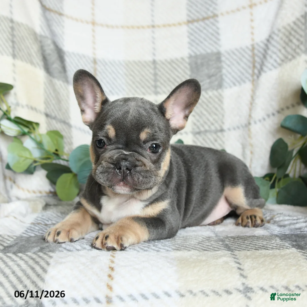 French Bulldog dogs for sale: Gary - Ad 2