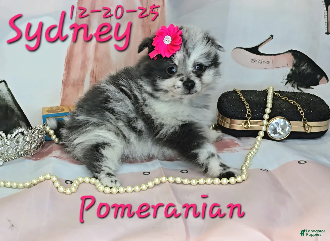 Pomeranian dogs for sale: Sydney Pomeranian Puppy 1 - Ad 1