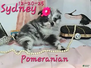 Pomeranian dogs Sydney Pomeranian Puppy 1 - Ad 5