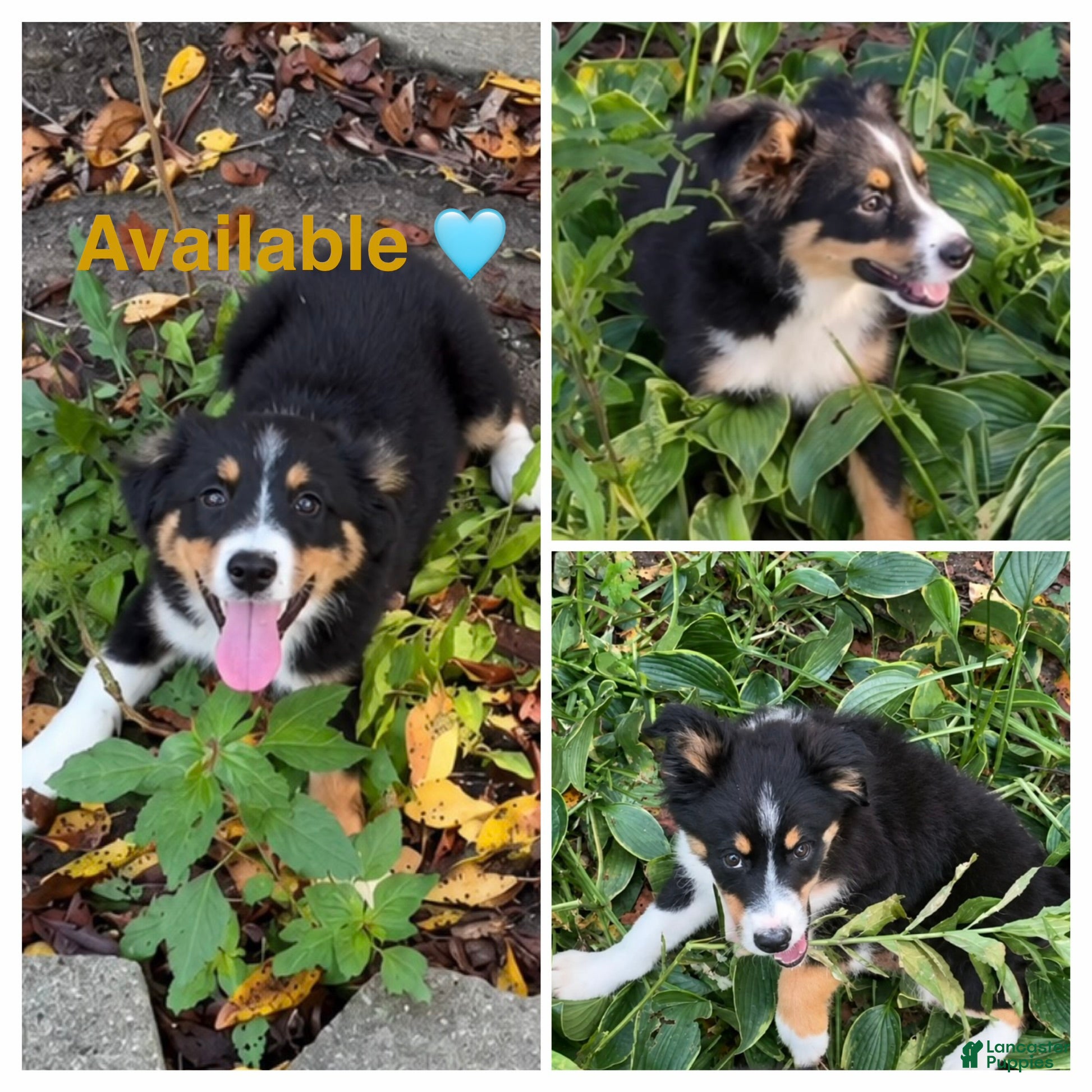 Miniature Australian Shepherd dogs Tan - Ad 7