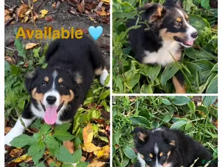 Miniature Australian Shepherd dogs Tan - Ad 7