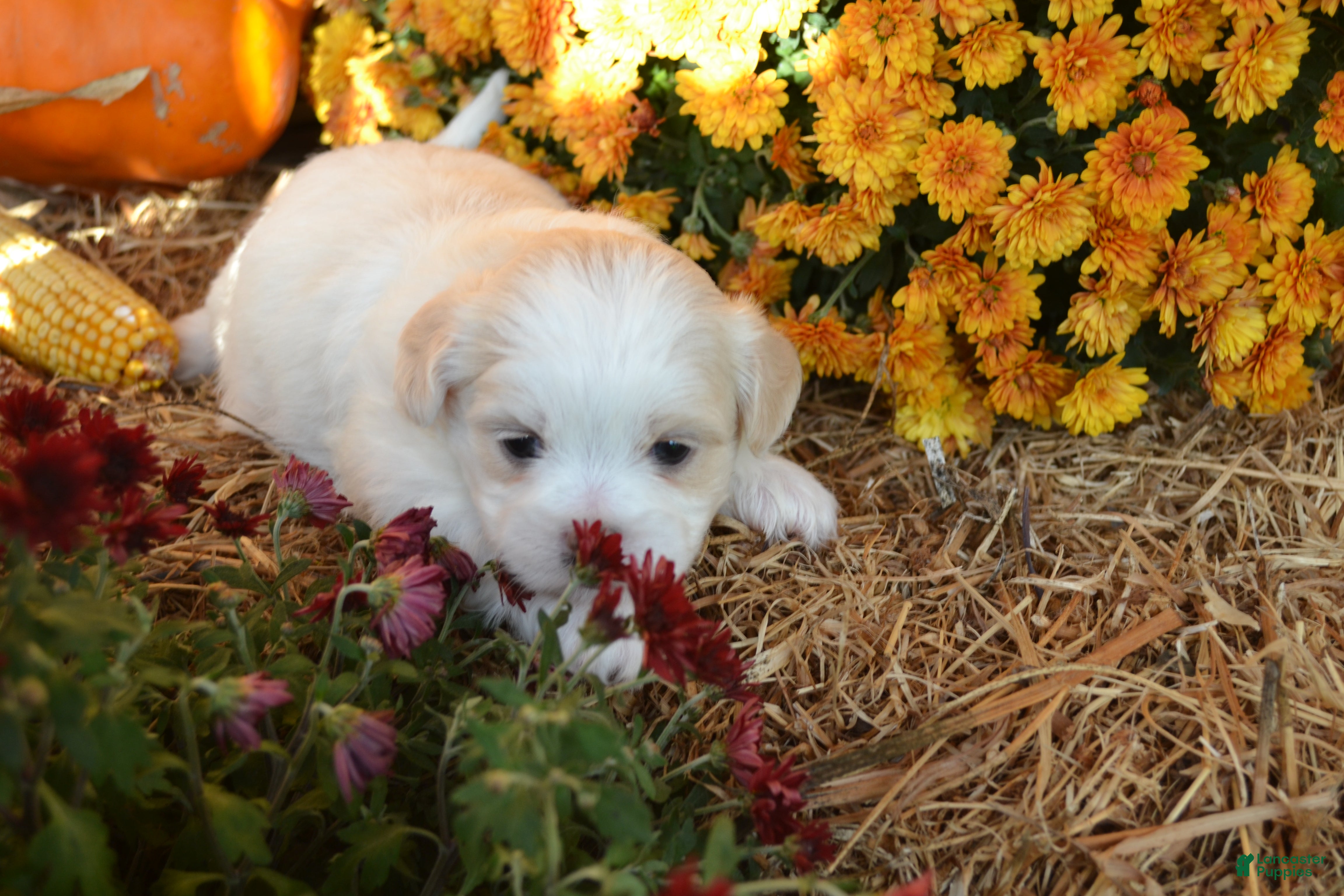 Malshi dogs for sale: Skye - Ad 2