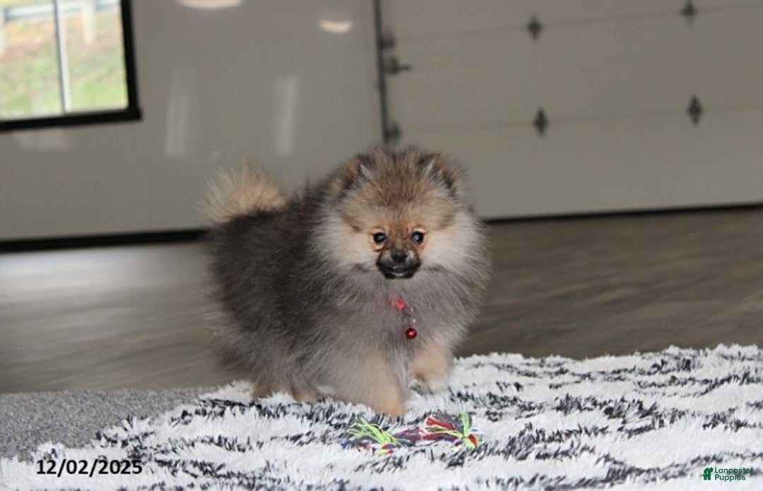 Pomeranian dogs for sale: Major - Ad 5