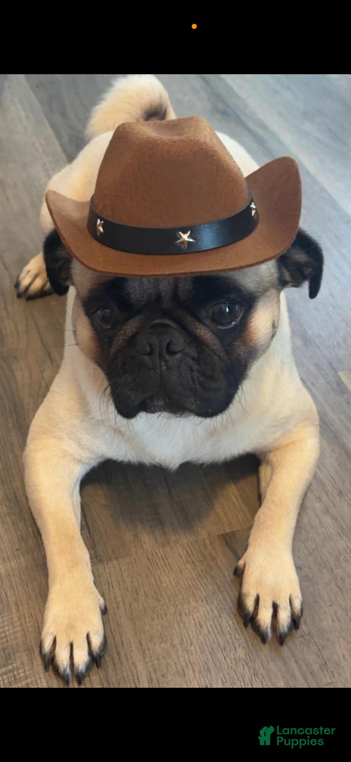 Pug dogs Stewie - Ad 18