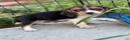 Beagle dogs for sale: Bailey - Ad 6