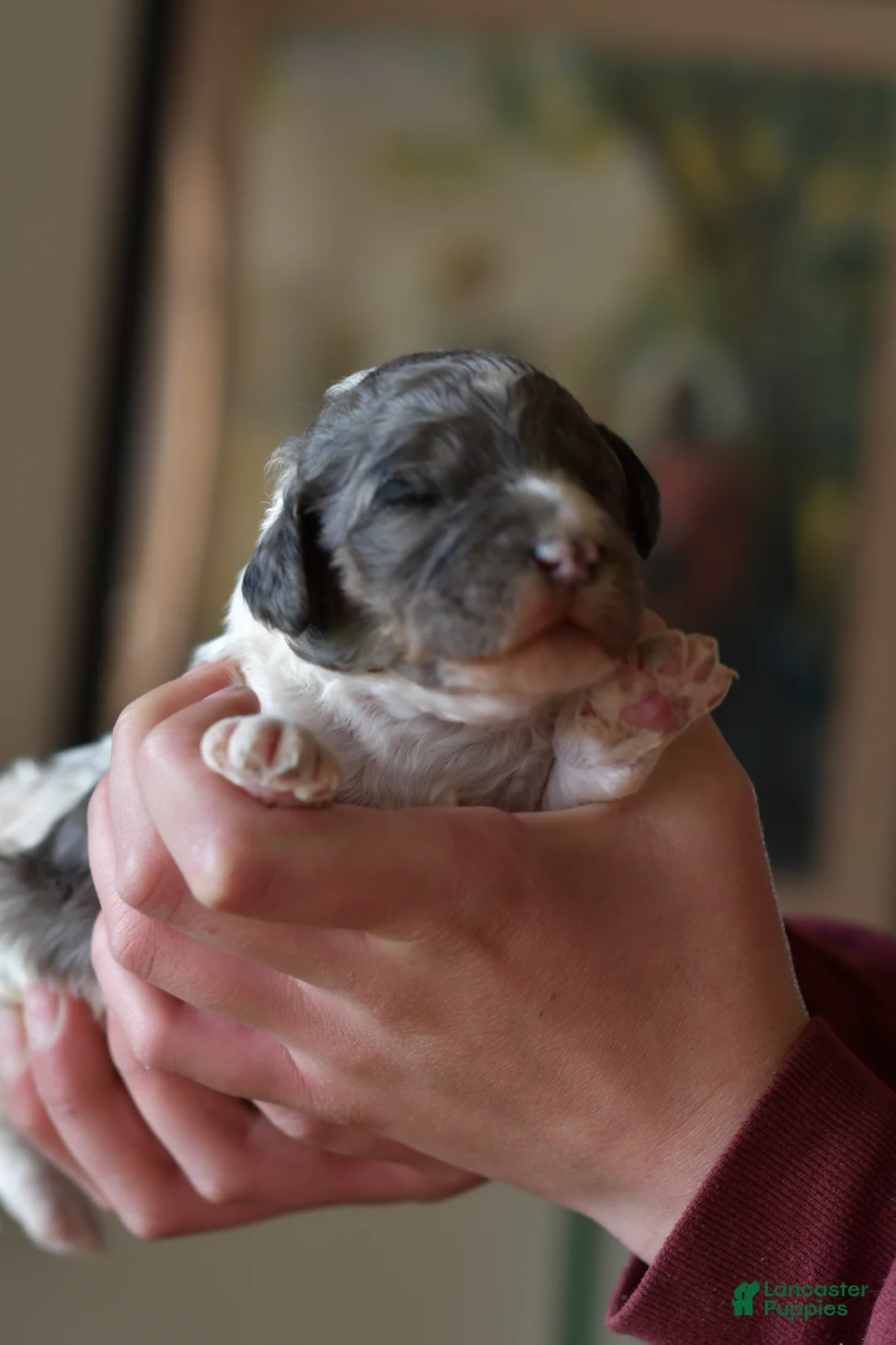 Standard Poodle dogs for sale: Standard Poodle Puppy 9 - Ad 1