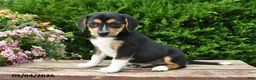 Beagle dogs for sale: Remi - Ad 5