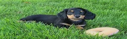Miniature Dachshund dogs for sale: Vivian  - Ad 3