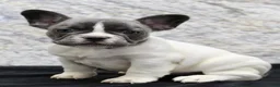 French Bulldog dogs for sale: Pearl - Ad 3