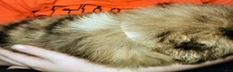 Australian Shepherd dogs for sale: Chip - Ad 8