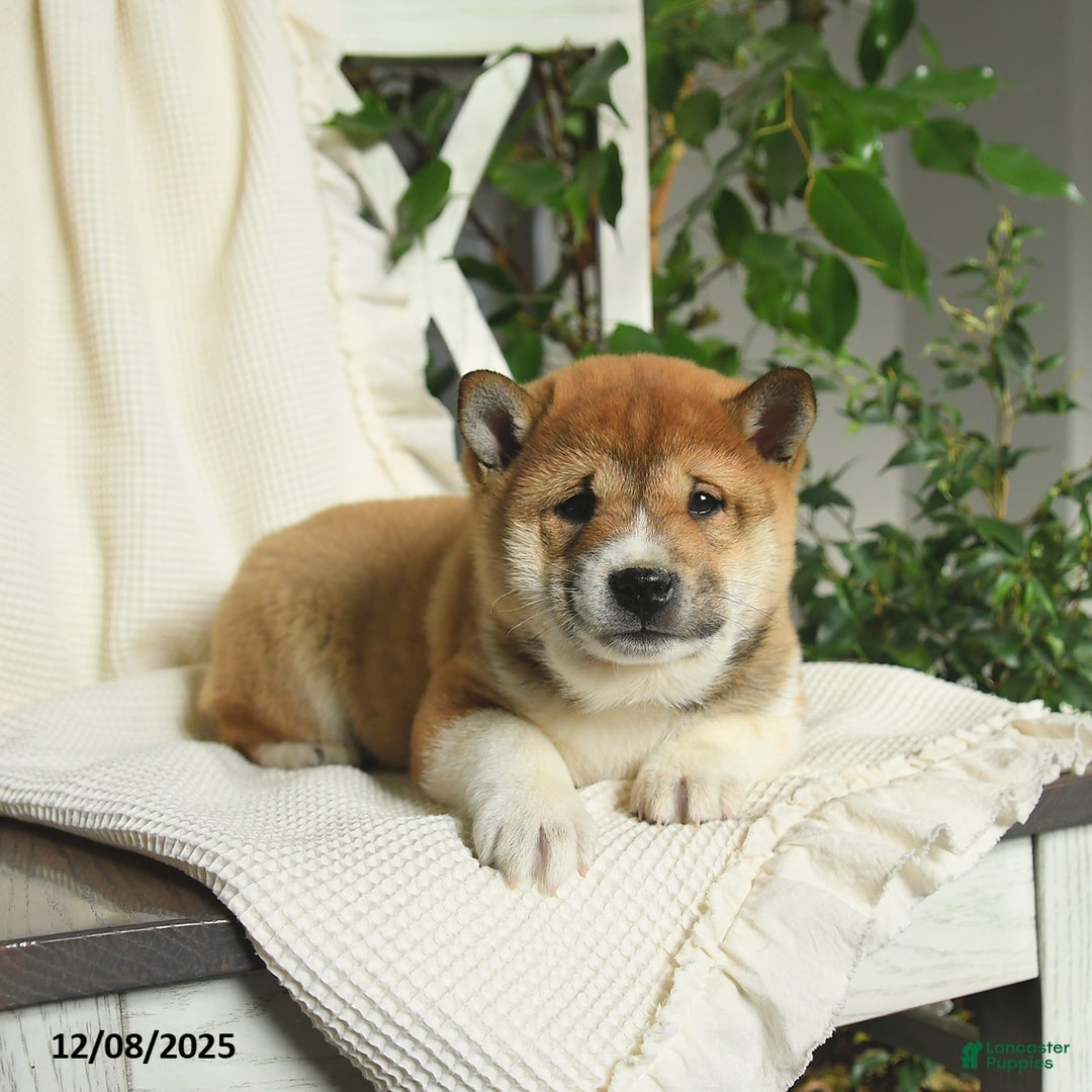 Shiba Inu dogs for sale: Ace - Ad 2