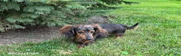 Dachshund dogs for sale: Aerie - Ad 4