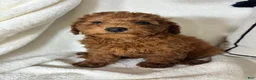 Mini Goldendoodle dogs for sale: Gabe - Ad 4